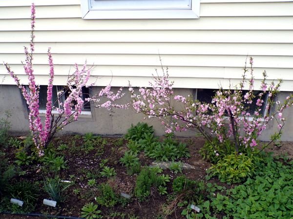 South Herb - W. and E. almonds flowering crop April 2023.jpg