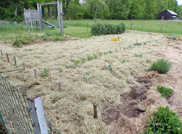 Big garden  mulching finished crop May 2020.jpg