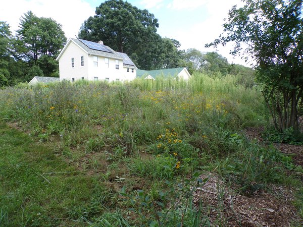 Wildflowers  13 goldenrod gone2 crop August 2020.jpg