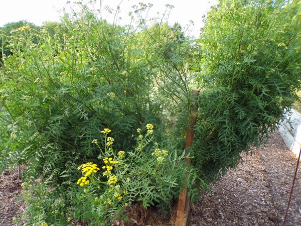 New Herb  Row 2, tansy crop July 2020.jpg