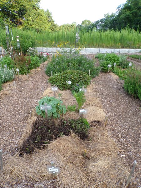 New Herb  Row 4 crop July 2020.jpg