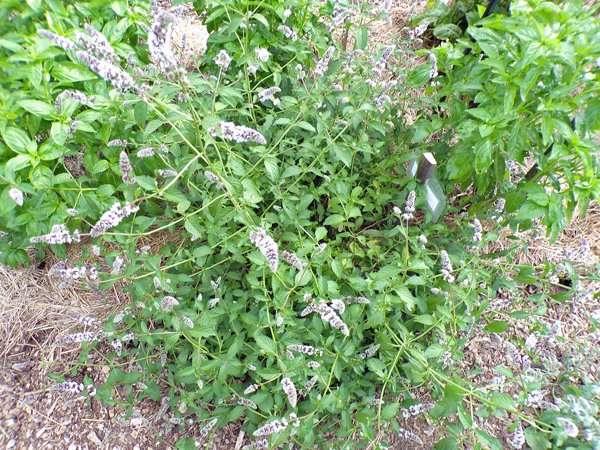 New Herb  Row 3, spearmint crop July 2020.jpg