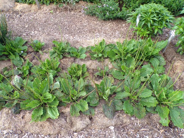 New Herb  Row 5, plantain crop July 2020.jpg