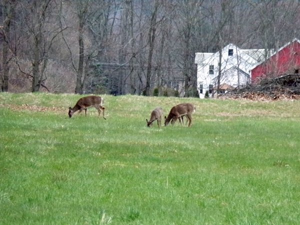 Deer on back 40D crop April 2020.jpg