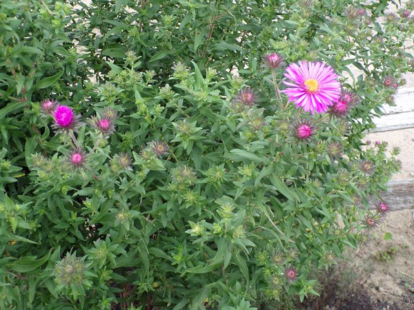 1st fence  NE aster flowers crop Sept. 2020.jpg