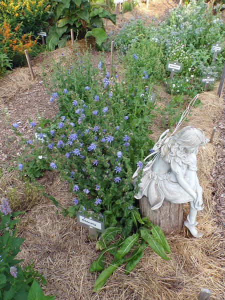 New Herb  Row 2, fairy and chicory crop July 2020.jpg