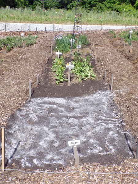 New Herb  Row 6, planted1 crop May 2020.jpg