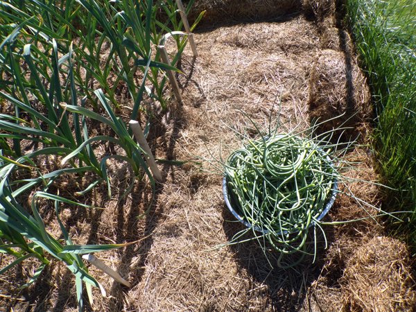 Garlic scapes, 3 rows crop June 2020.jpg