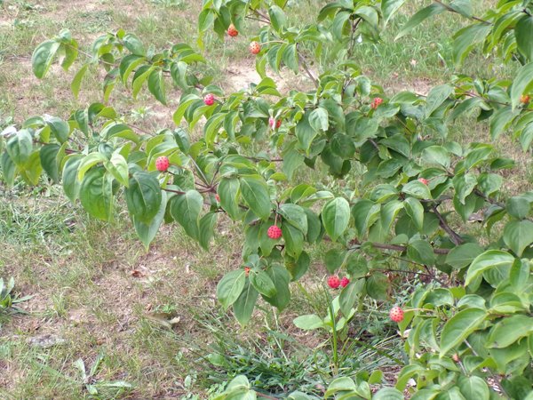 Kousa dogwood  fruit1 crop Sept. 2020.jpg