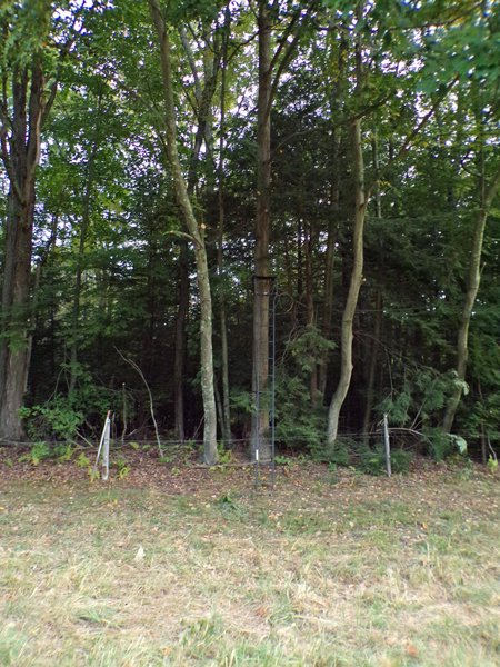 The hunting stand1 crop Sept. 2020.jpg