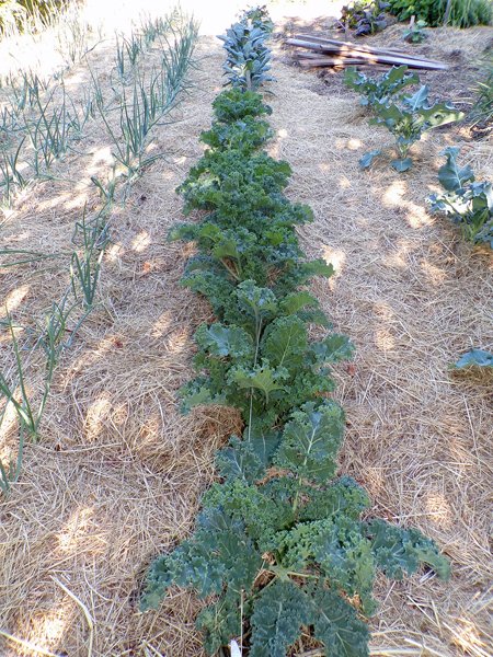 Big garden  kale crop June 2020.jpg
