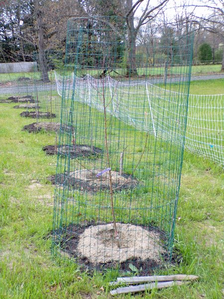 Tree cages3  peach crop May 2020.jpg