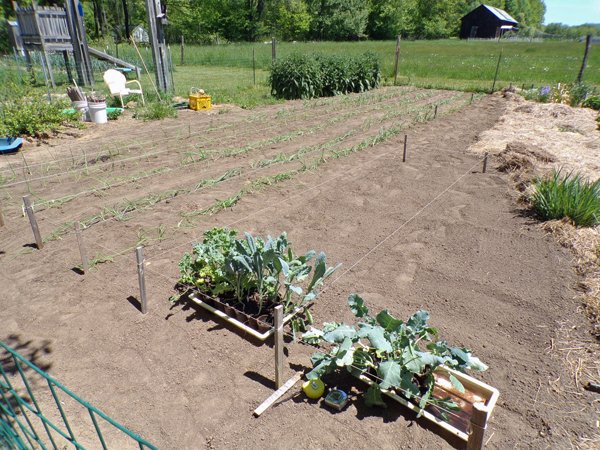 Big garden  onions planted, kale, brocolli next crop May 2020.jpg