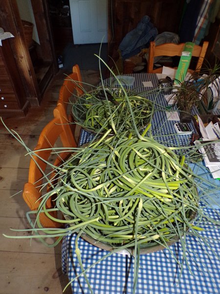 Garlic scapes, 1st harvest crop June 2020.jpg