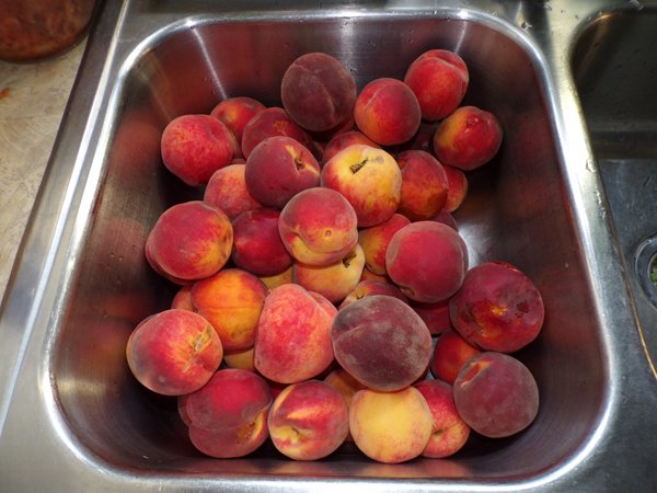Peaches  20 lbs seconds crop August 2020.jpg