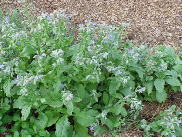 New Herb  Row 2, borage crop July 2020.jpg