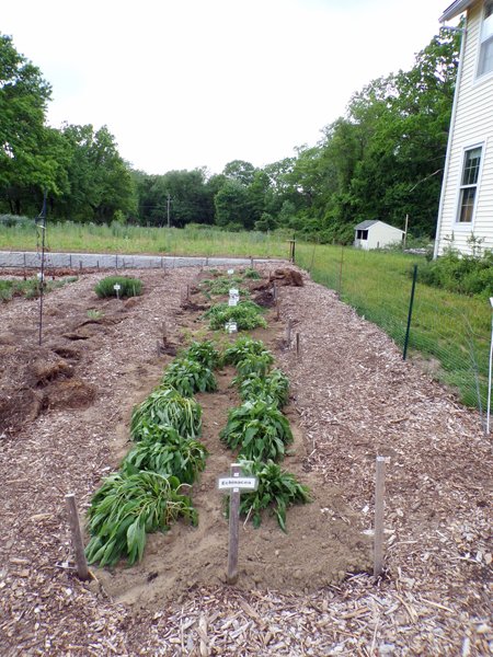 New Herb  Row 7 planted crop May 2020.jpg