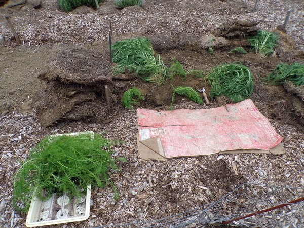 New Herb  planting yarrow seedlings crop May 2020jpg.jpg