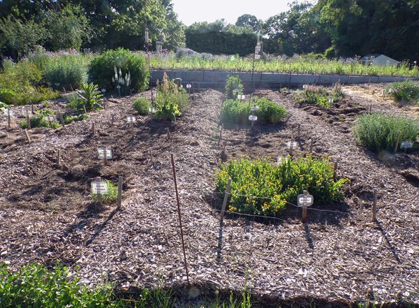 New Herb  Rows 3 and 4 weeded crop June 2020.jpg