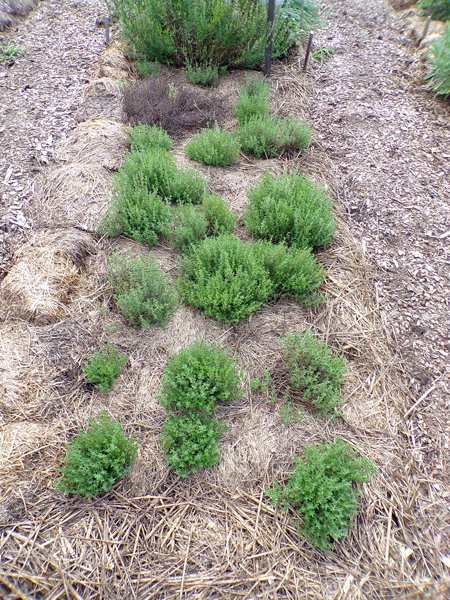 New Herb  Row 6, winter thyme crop July 2020.jpg