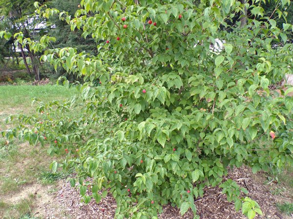 Kousa dogwood  fruit3 crop Sept. 2020.jpg