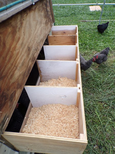 New nestboxes1 crop Sept. 2020.jpg