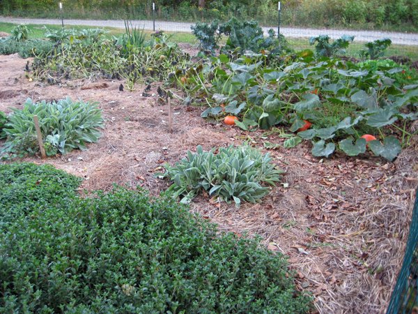 Big garden  squashes after frosts crop Sept. 2020.jpg