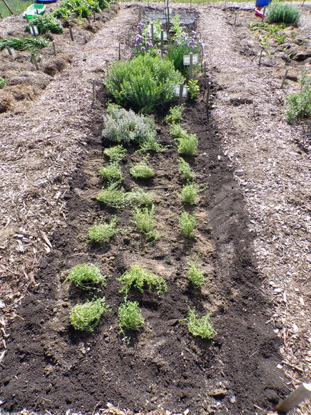 New Herb  Row 6, planted2 crop May 2020.jpg