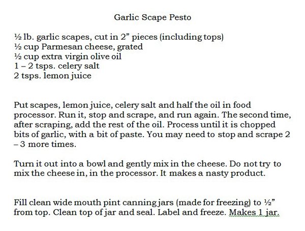 Garlic Scape Pesto Recipe.jpg