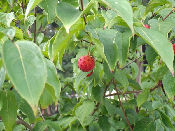 Kousa dogwood  fruit2 crop Sept. 2020.jpg