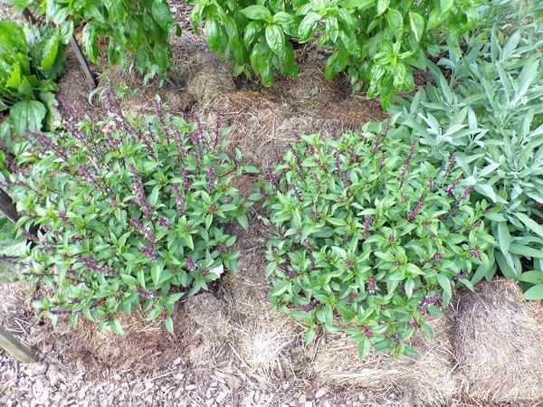 New Herb  Row 5, Thai basil crop July 2020.jpg