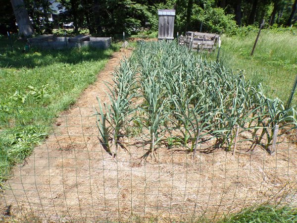 Small garden  garlic perimeter weeded crop June 2020.jpg