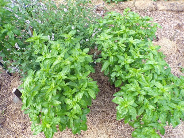 New Herb  Row 3, Aroma basil crop July 2020.jpg