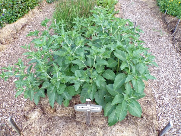New Herb  Row 5, ashwagandha crop July 2020.jpg