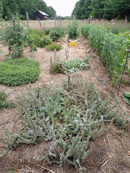 Big garden  August update4 crop 2020.jpg