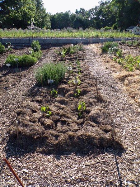 New Herb  Row 5, nearly mulched crop June 2020.jpg