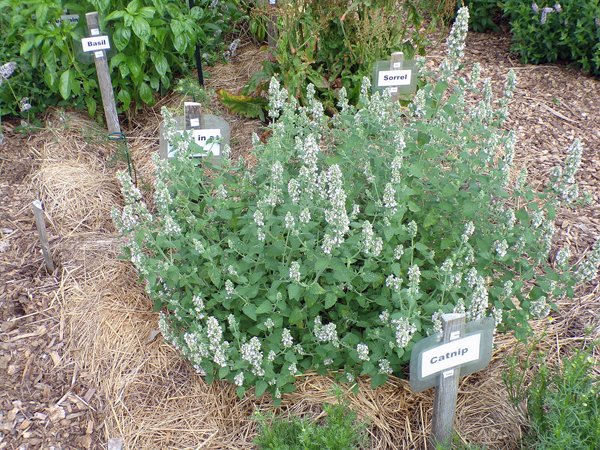 New Herb  Row 3, catnip crop July 2020.jpg