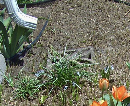 South  snowdrops, wood hyaciths, grape hyacinths, tulips, maiden pink, giant allium, lily of the valley, puschkinias crop April 2016.jpg