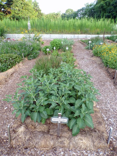 New Herb  Row 5 crop July 2020.jpg