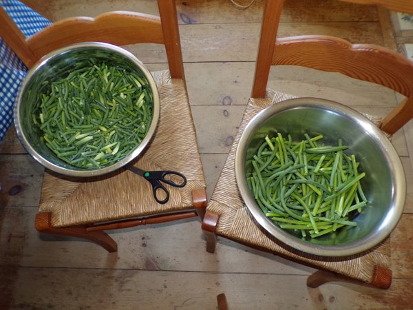 Garlic scapes  pesto and pickle crop June 2020.jpg