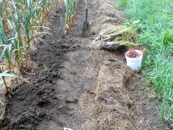 Small garden  shallots dug crop July 2020.jpg