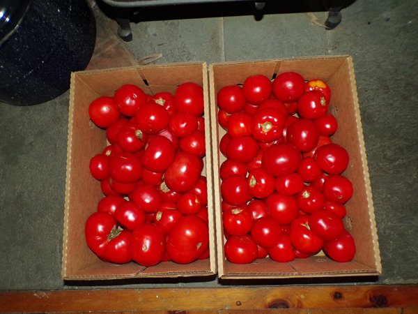 Tomatoes  40 lbs of seconds crop August 2020.jpg
