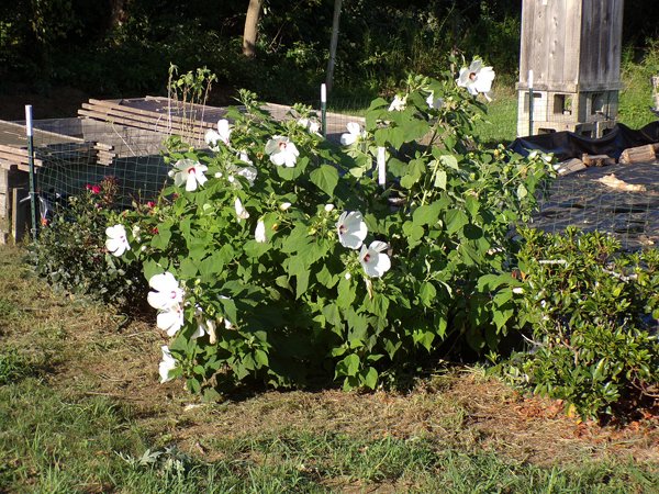 Hibiscus crop August 2020.jpg