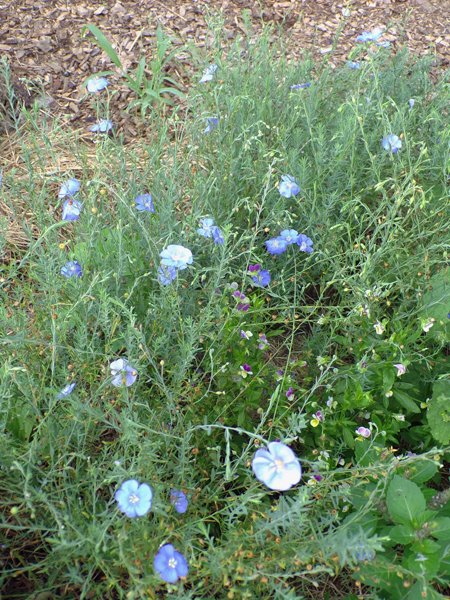 New Herb  Row 2, blue flax crop July 2020.jpg