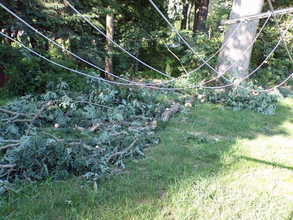 White oak  branch cut up crop August 2020.jpg