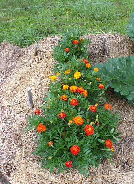 New Herb  Row 1, marigolds crop July 2020.jpg