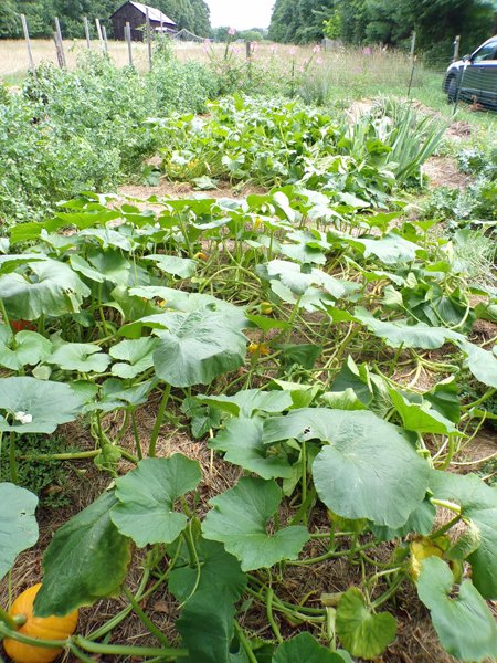 Big garden  August update2 crop 2020.jpg