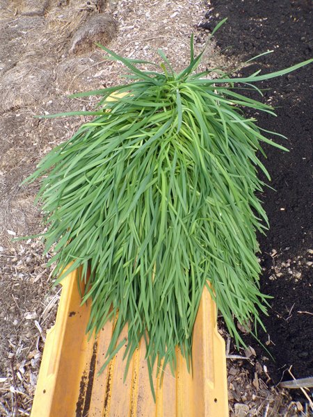 New Herb  transplanting garlic chives crop May 2020.jpg