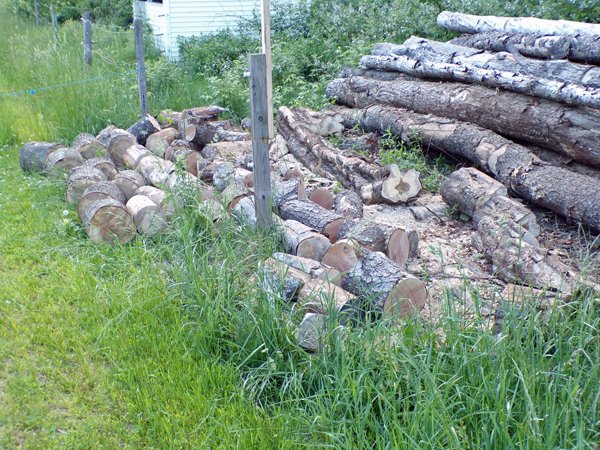 Cutting logs crop May 2020.jpg