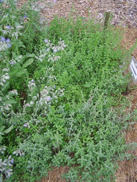 New Herb  Row 2, pennyroyal crop Aug. 2018.jpg